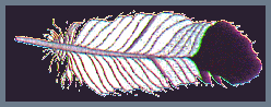 filtFeath11.gif (10503 bytes)
